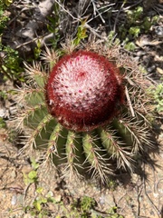 Melocactus intortus