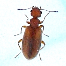 Sapintus fulvipes