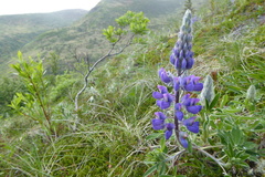 Lupinus nootkatensis