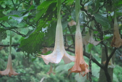 Brugmansia