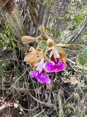 Psychilis macconnelliae