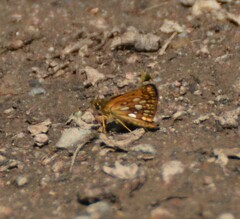 Carterocephalus mandan