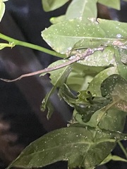 Centrolenidae