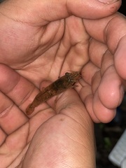 Penaeus