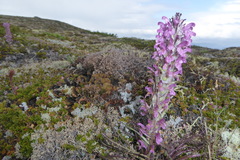 Pedicularis lanata