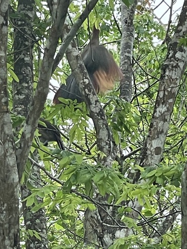 Rufous-headed Chachalaca (Ortalis erythroptera), photo 8