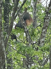 Ortalis erythroptera