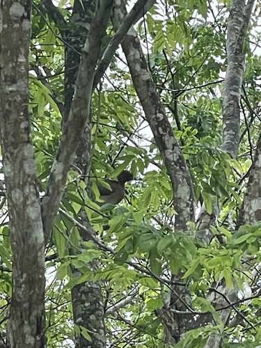 Rufous-headed Chachalaca (Ortalis erythroptera), photo 9