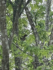 Ortalis erythroptera