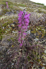 Pedicularis lanata
