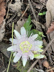 Passiflora sprucei