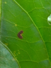 Histia flabellicornis