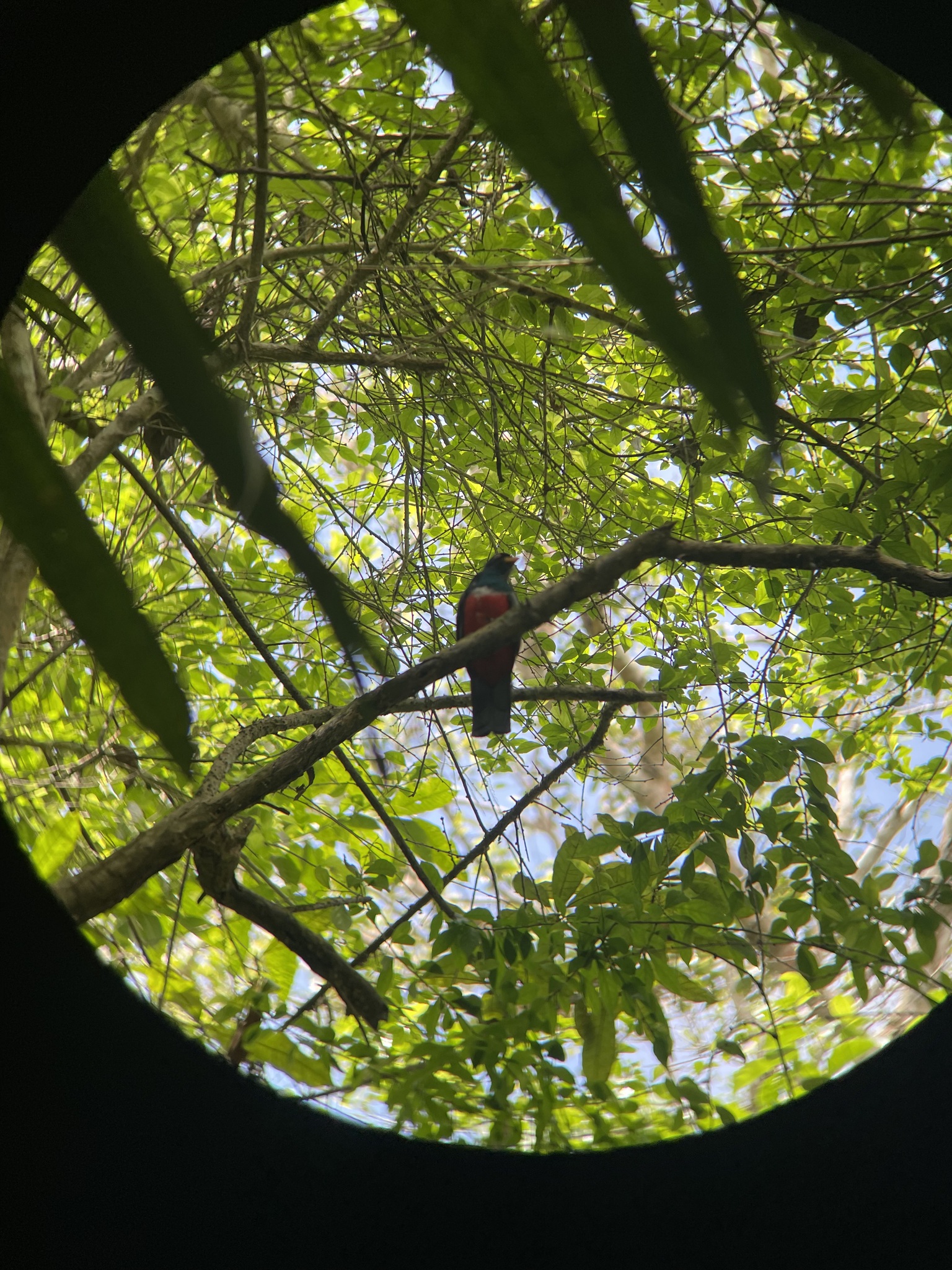 Ecuadorian Trogon (Trogon mesurus), photo 9