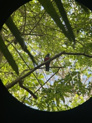 Trogon mesurus