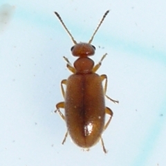 Sapintus fulvipes