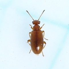 Sapintus fulvipes