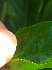 Histia flabellicornis