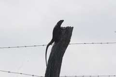 Ctenosaura acanthura