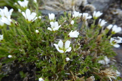 Cherleria