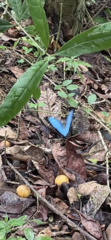 Morpho helenor