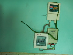 Philothamnus punctatus