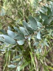 Acacia fimbriata
