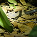 Flat-snouted Wolf Snake - Photo (c) Ewout Knoester, some rights reserved (CC BY-NC), uploaded by Ewout Knoester