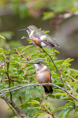 Calliphlox amethystina
