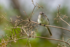 Serpophaga subcristata
