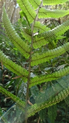 Dryopteris scottii