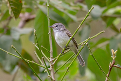 Serpophaga subcristata