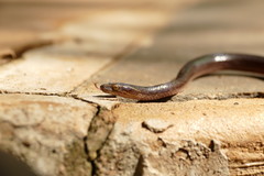 Boaedon fuliginosus