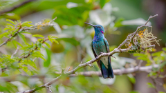 Colibri serrirostris