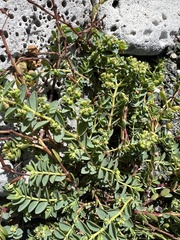 Euphorbia mesembryanthemifolia