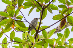 Thamnophilus ruficapillus