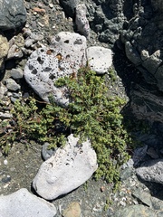 Euphorbia mesembryanthemifolia