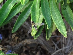 Fazia micrura