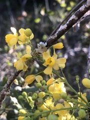 Berberis nevinii