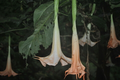 Brugmansia