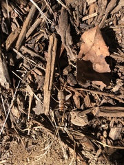 Gryllodes sigillatus