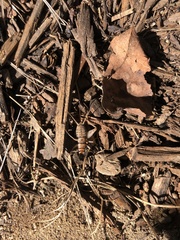 Gryllodes sigillatus