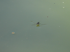 Limnogonus fossarum fossarum