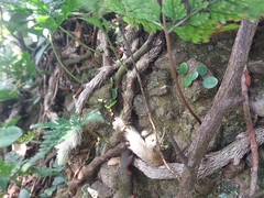 Davallia griffithiana