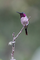 Calliphlox amethystina