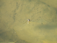 Limnogonus fossarum fossarum