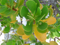 Scaevola plumieri