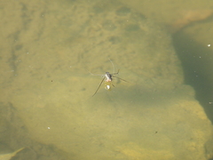 Limnogonus fossarum fossarum