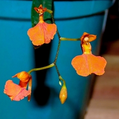 Comparettia coccinea