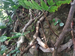 Davallia griffithiana