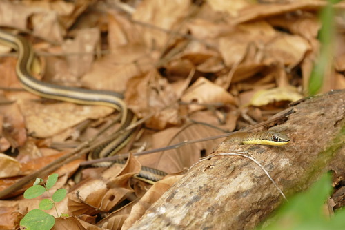 Photo of a Eastern Stripe-bellied Sand Snake (Psammophis orientalis)